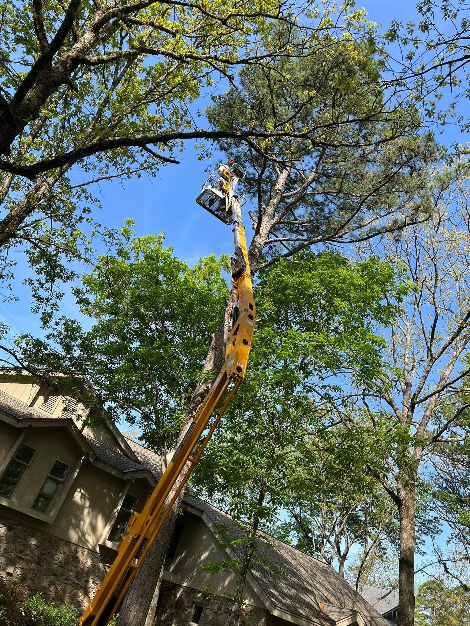 Tree Work & Removal near Greers Ferry Arkansas